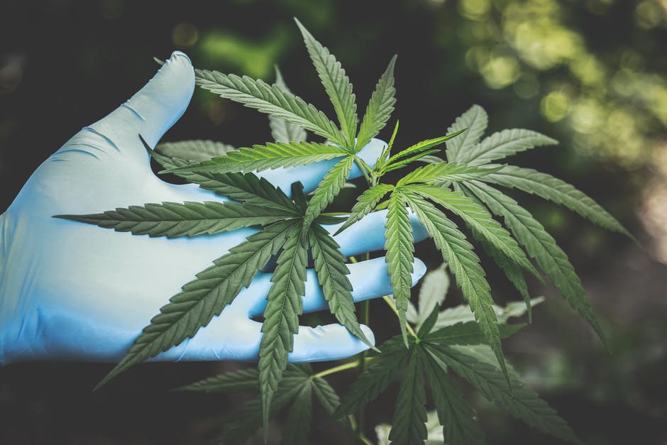Huile de CBD et huile de chanvre, la nouvelle tendance santé